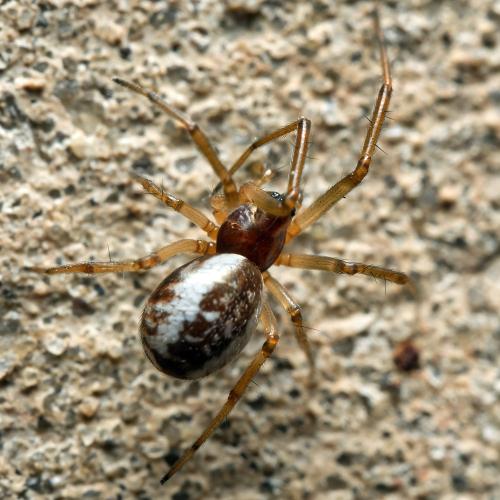 Réf. 307 004 : Frontinellina frutetorum